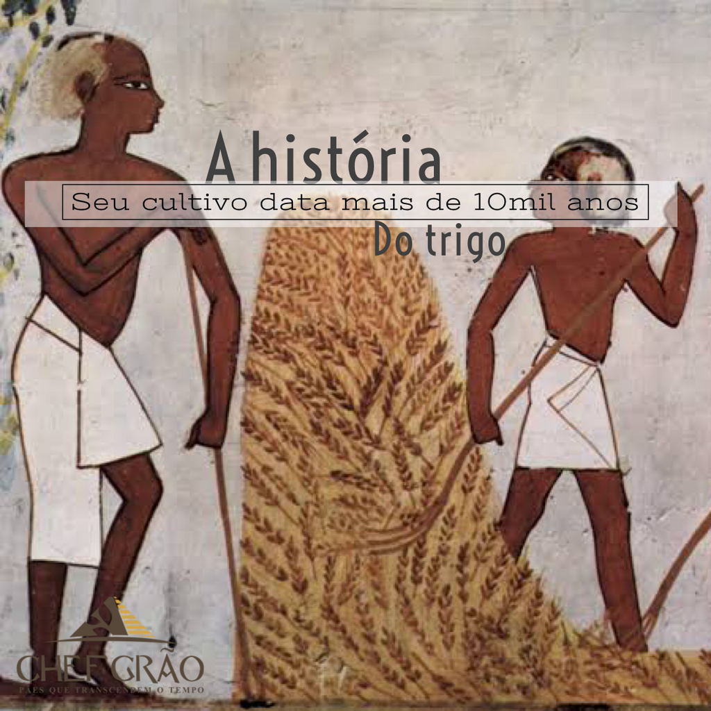 A história do trigo – Chef Grão