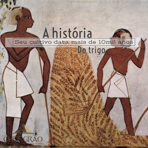 A história do trigo